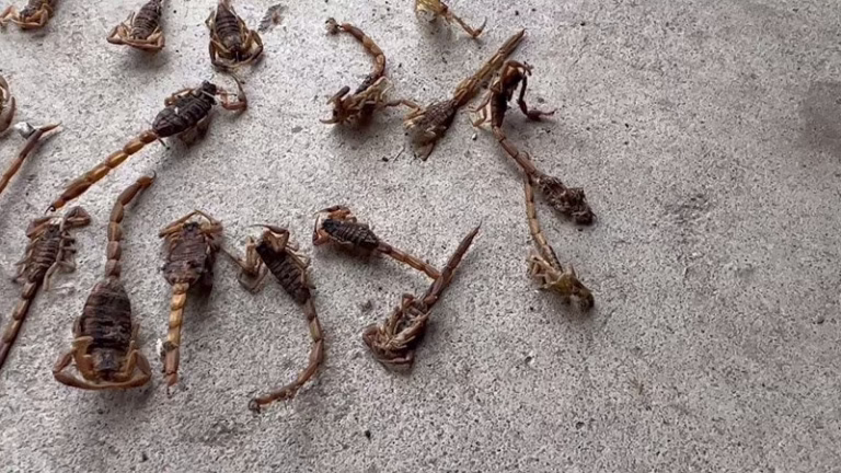 224757 highground pest defense 768x432