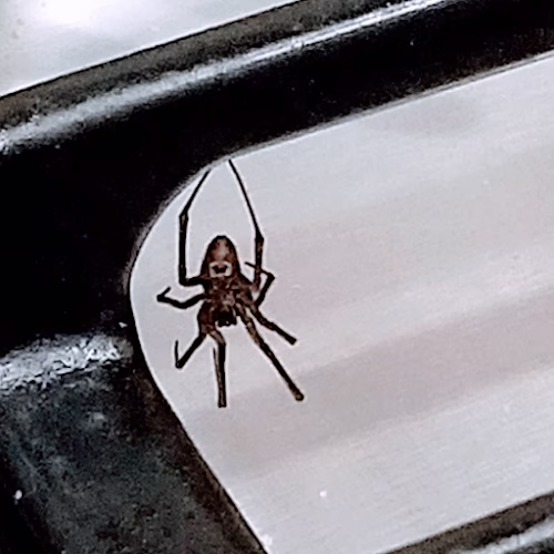 224971 richies termite and pest service