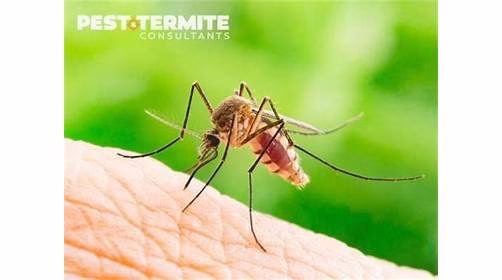 225007 pest termite consultants 1