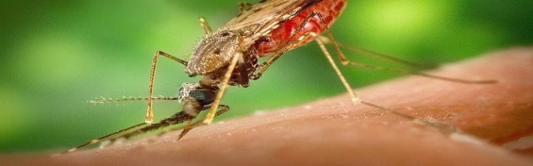 225099 mosquito tek llc of raleigh chapel hill durham 768x240