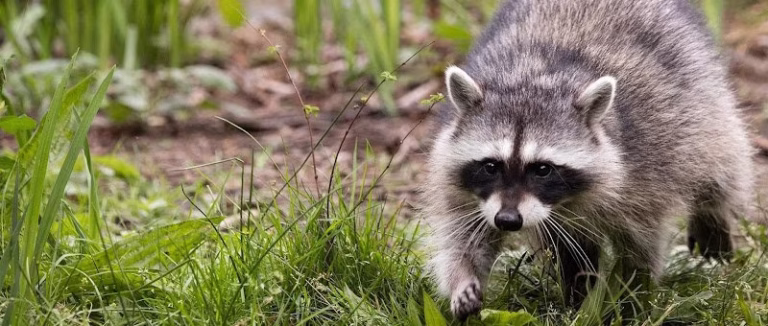 225205 front range pest and wildlife control 768x326