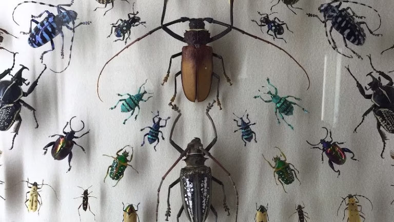 225243 dependable pest service 768x432