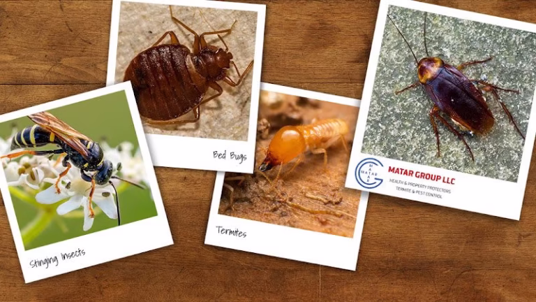 225265 matar termite pest control 768x432