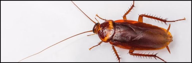 225332 intech pest control 768x254