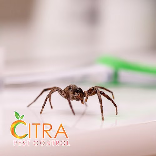 225356 citra pest control
