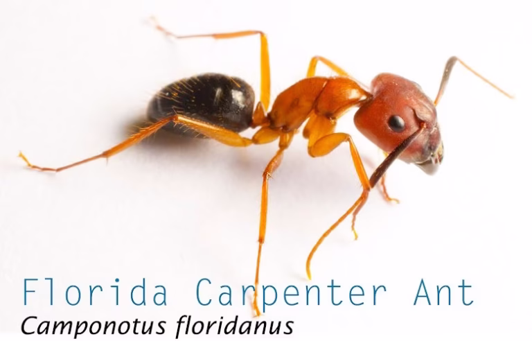 225411 capitol exterminating system 768x492