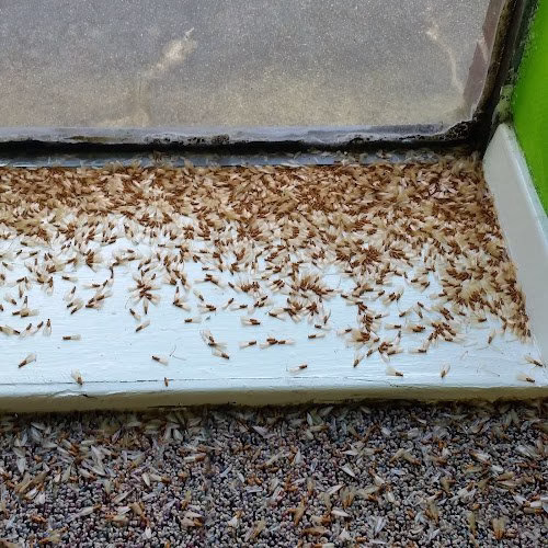 225597 007 pest termite