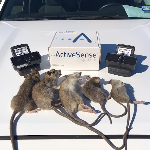 225602 killum pest control