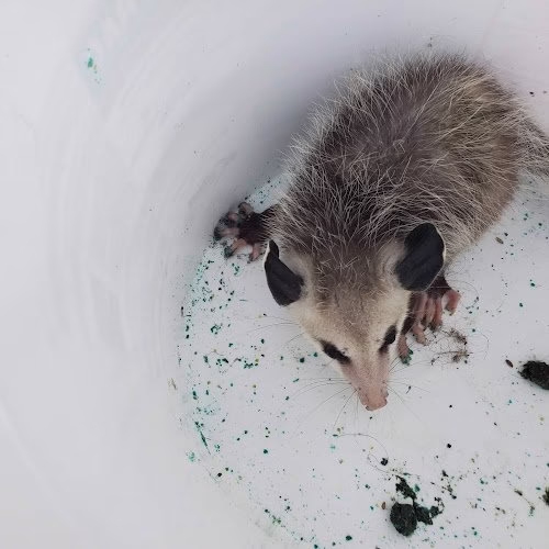 225606 p.e.s.t. control co