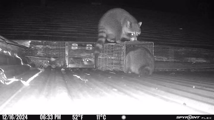 225665 critter control of macon