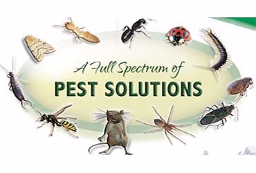 225748 advantage pest control