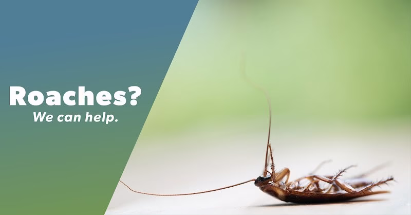 225762 the bug master