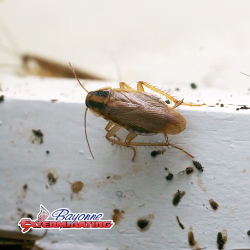 225956 bayonne exterminating company