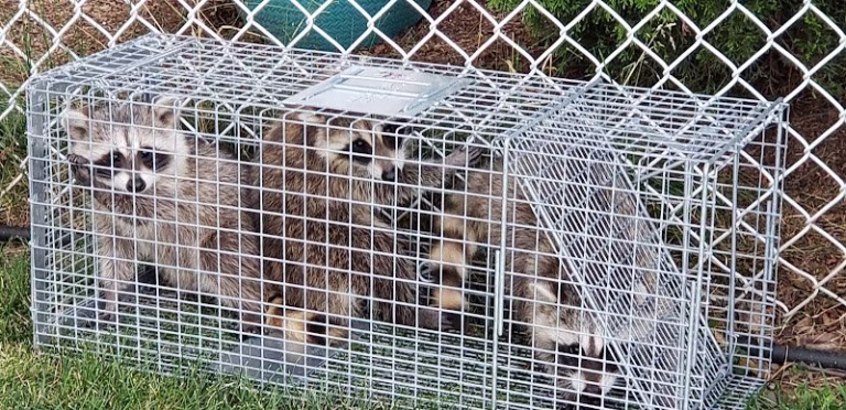 225965 ama pest and wildlife control 768x372