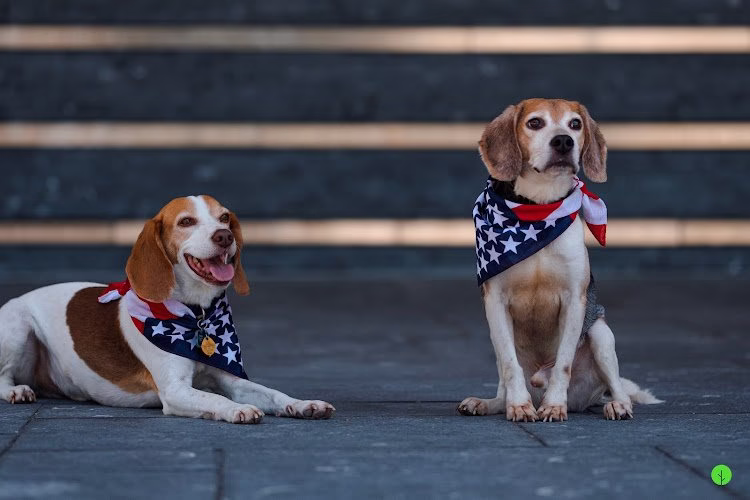 225980 mm bedbug inspectors