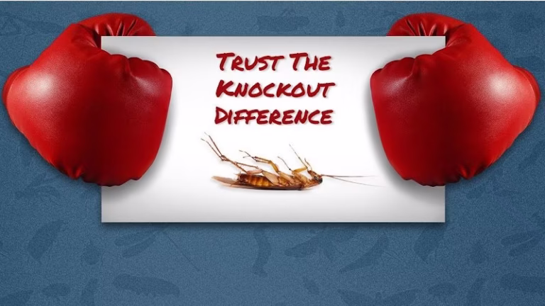 226060 knockout pest control 768x432