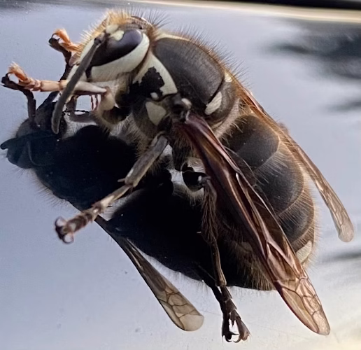 226107 independent pest management solutions llc