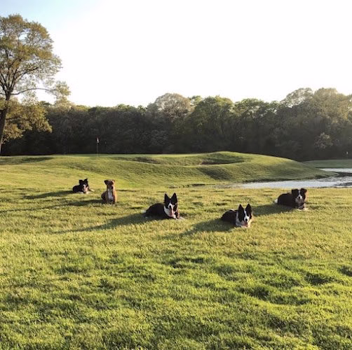 226109 geese chasers southern connecticut
