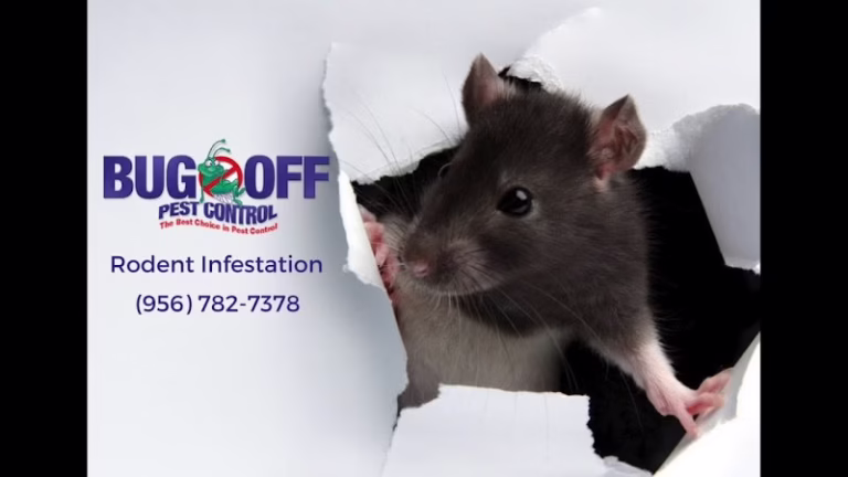 226137 bug off pest control 768x432