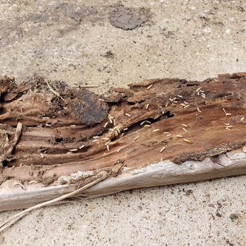 226159 superior pest management llc