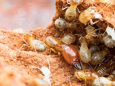 226161 greenforest termite pest control