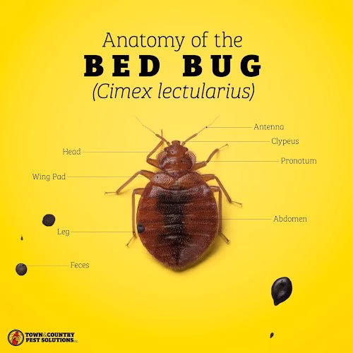 226212 town country pest solutions inc 1