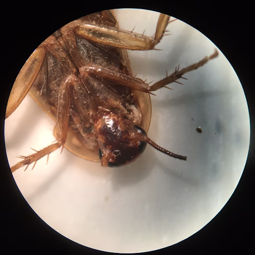 226220 perimetek pest management corp