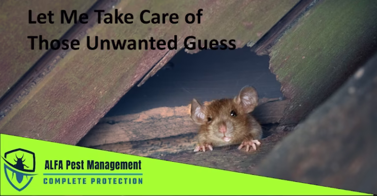 226290 alfa pest management 768x400