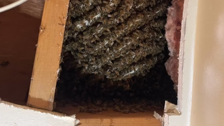 226419 jacobs beekeeping removal llc 768x432