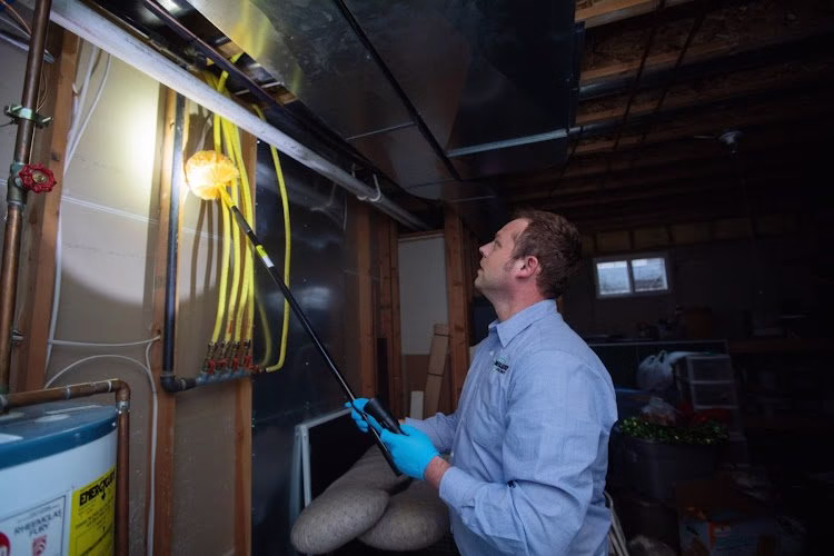 226523 miller pest termite