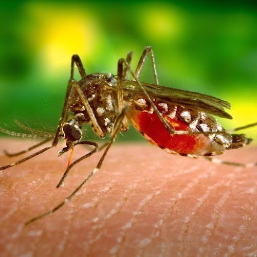 226554 pro pest exterminators