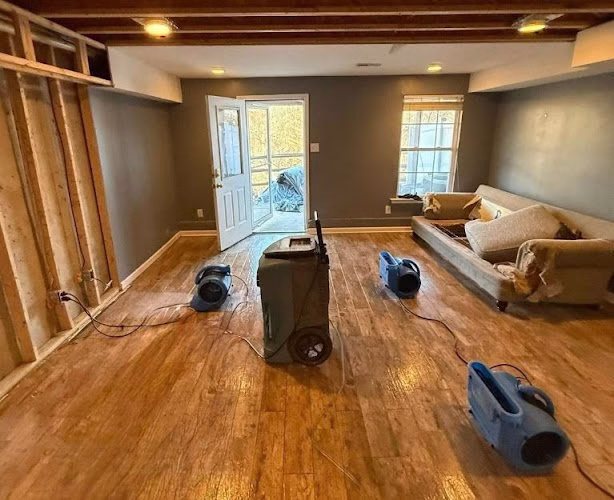 275804 mold remediation guys