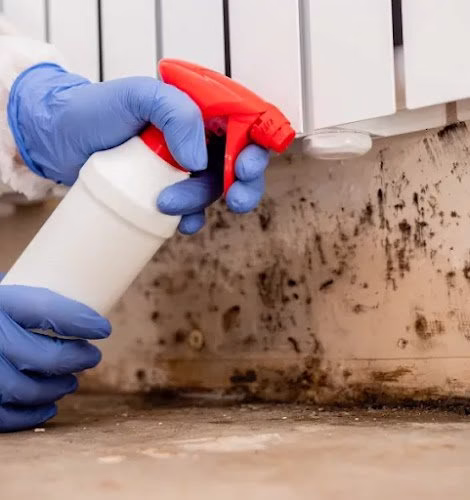 275895 duke restoration