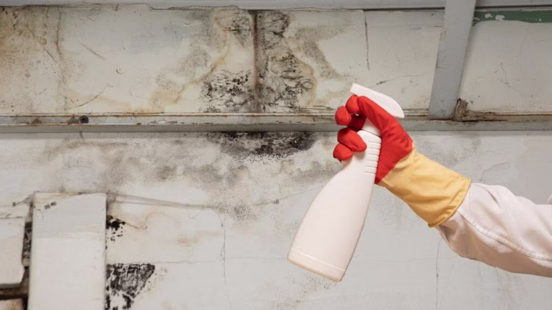 276533 pittsburgh mold removal solutions 1