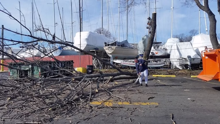 278367 manhattan tree care 768x432