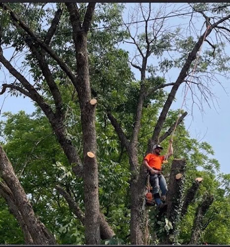 282199 fugates tree service