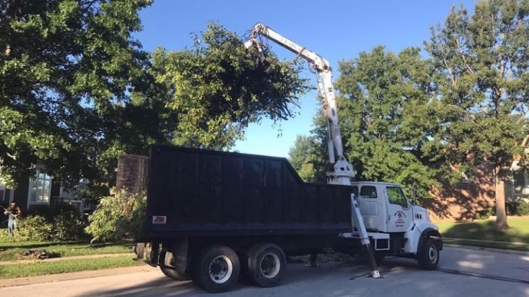 282283 blys tree care llc 768x432