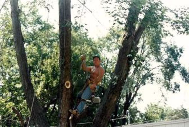 282314 dels tree service llc