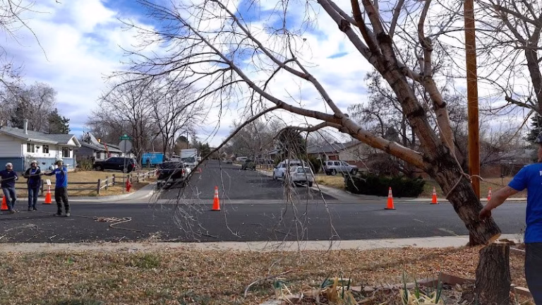 282337 colorado trees 768x432