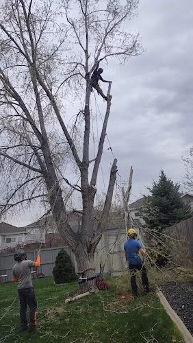 282353 elaborate tree tender