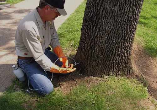 282434 treenewal certified arborist
