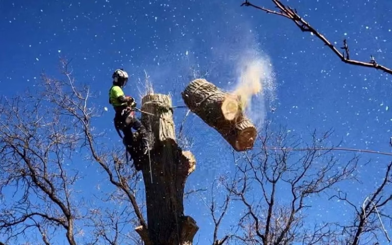 282453 the certified arborist tree service of salt lake city 768x480