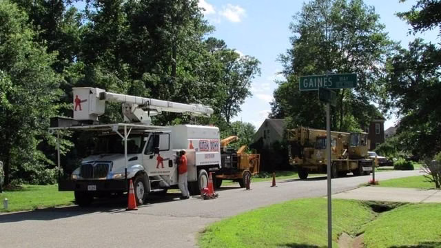 282628 cut em down tree service