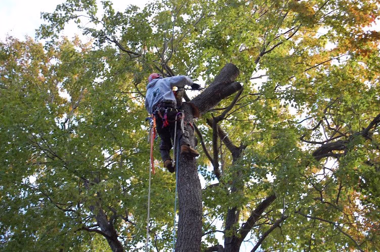 282645 hanson tree care