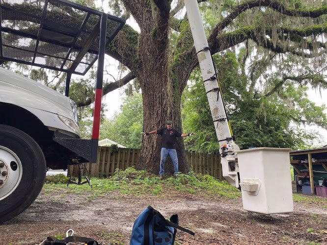 282670 the wood doctor tree service