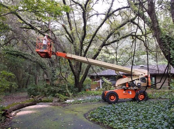 282681 grays tree service