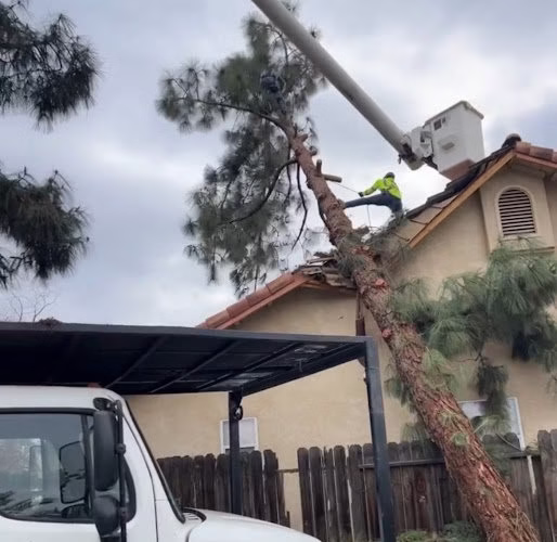 282736 mag tree service inc