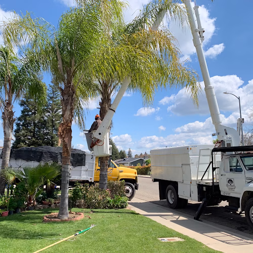 282746 central valley tree service