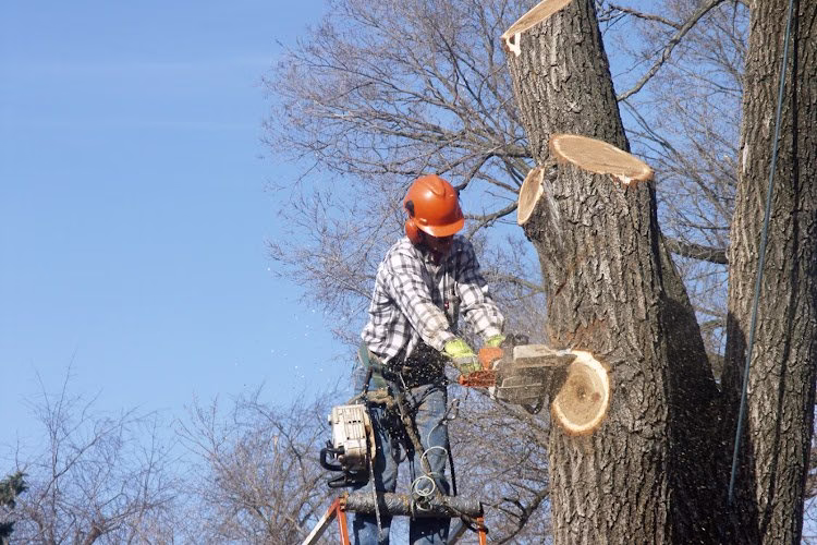 282801 st aubyn tree services