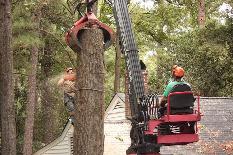 282832 sox freeman tree expert co